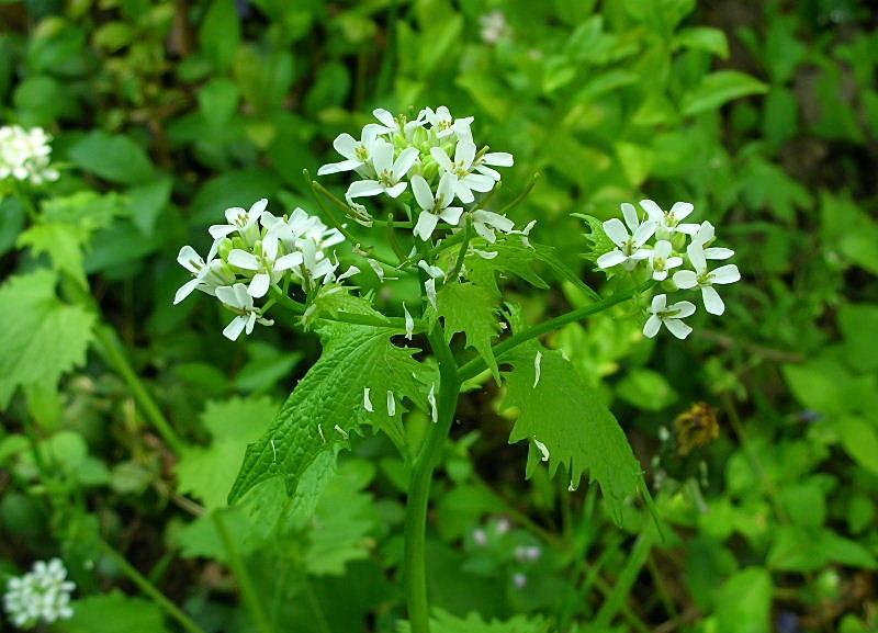 Alliaria petiolata / Alliaria comune